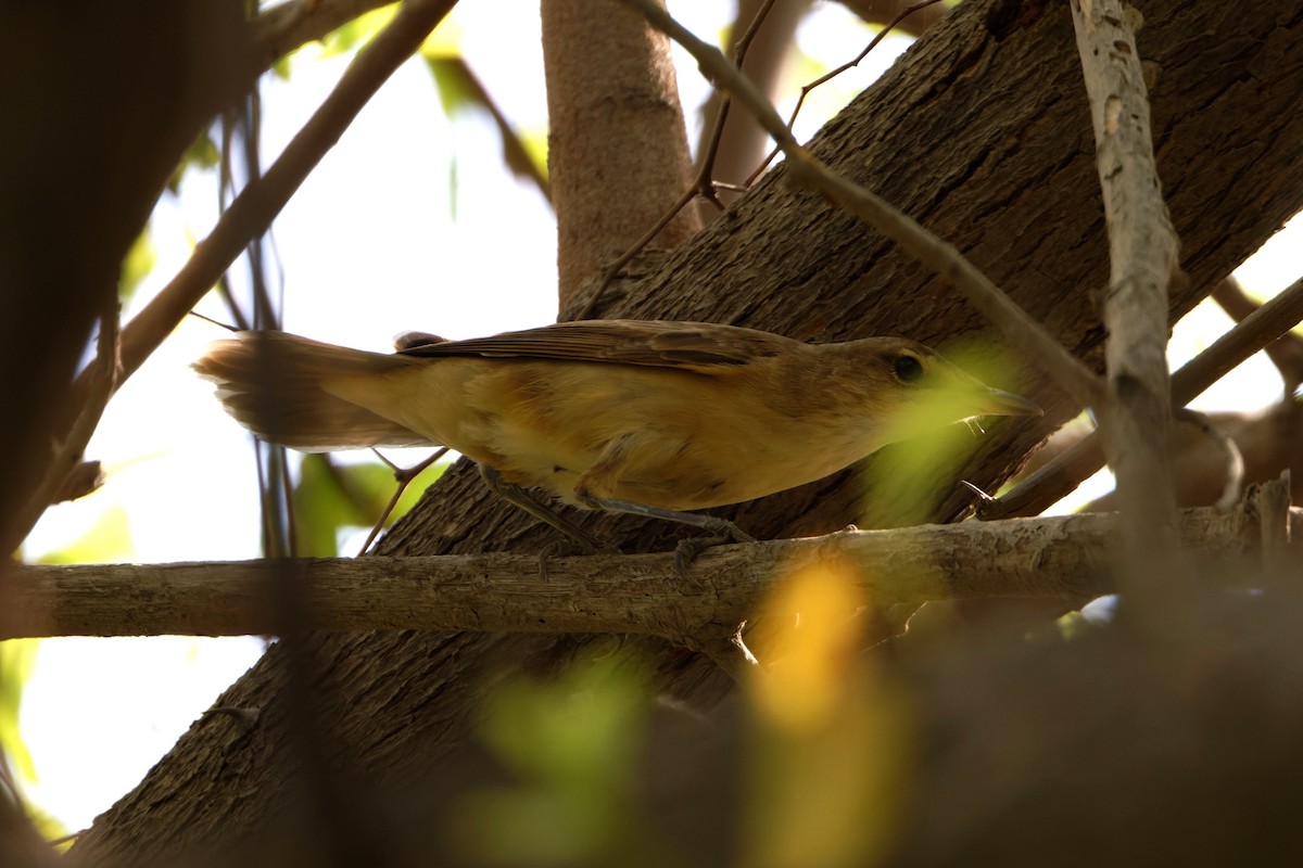 Great Reed Warbler - ML623468955