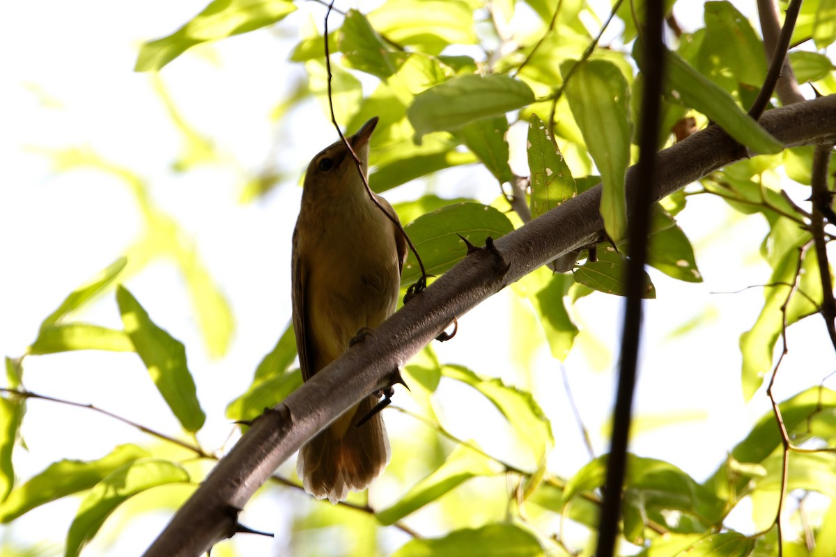 Great Reed Warbler - ML623468956