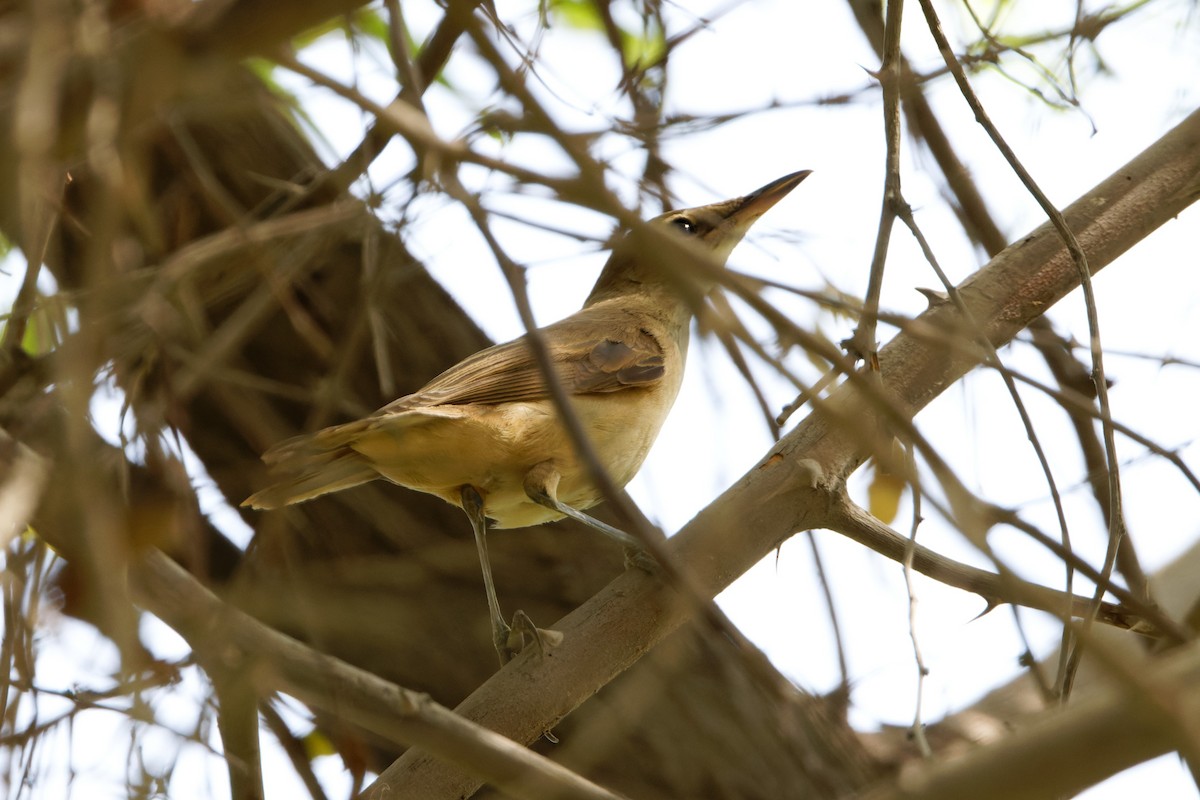 Great Reed Warbler - ML623468957