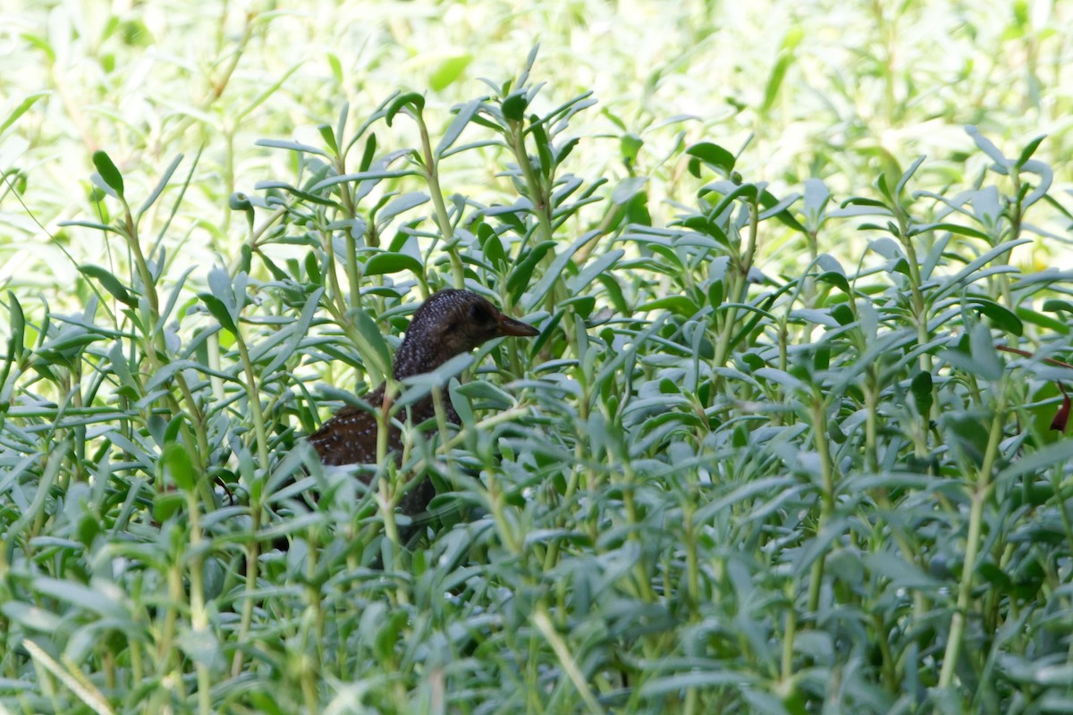 Spotted Crake - ML623468963