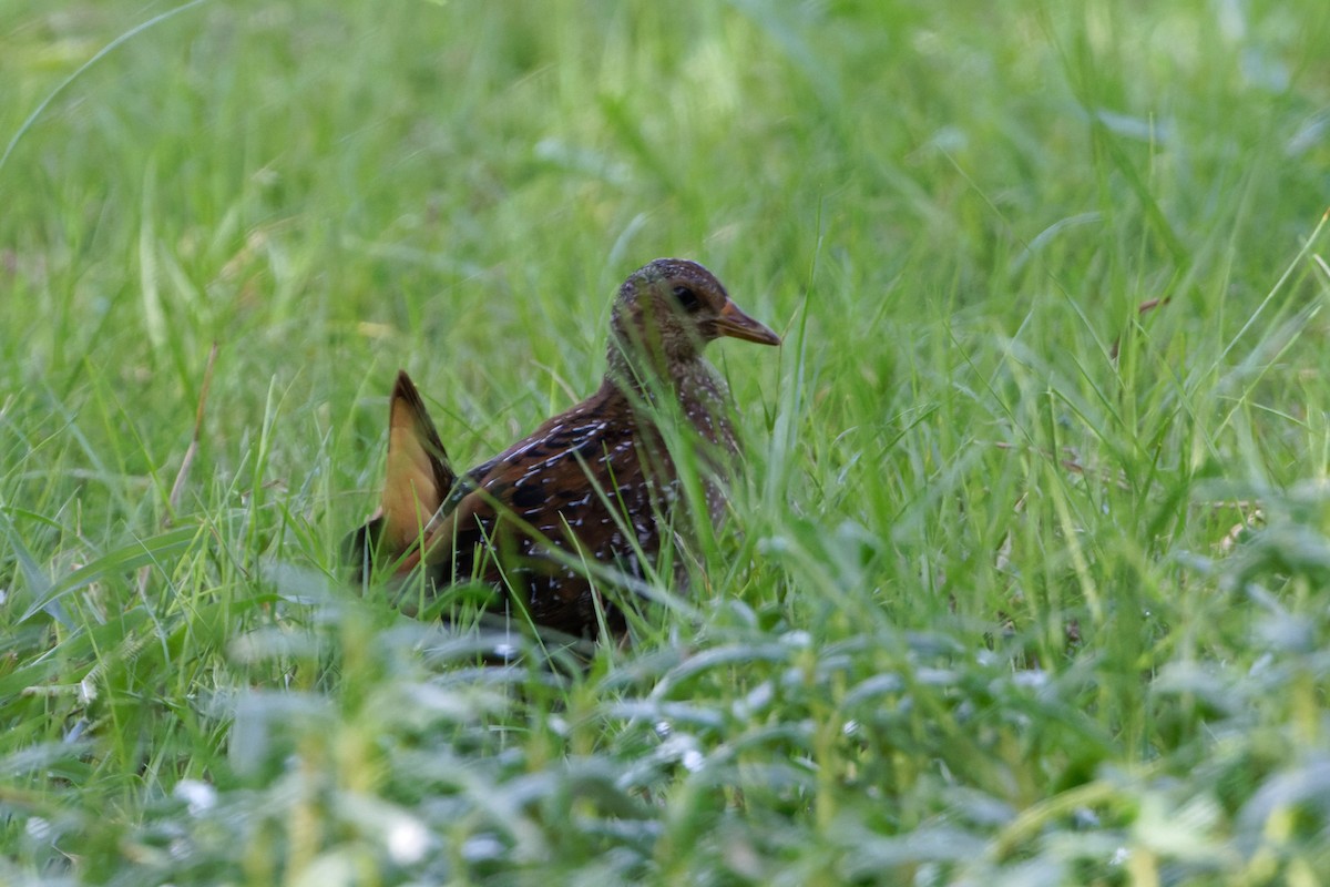 Spotted Crake - ML623468964