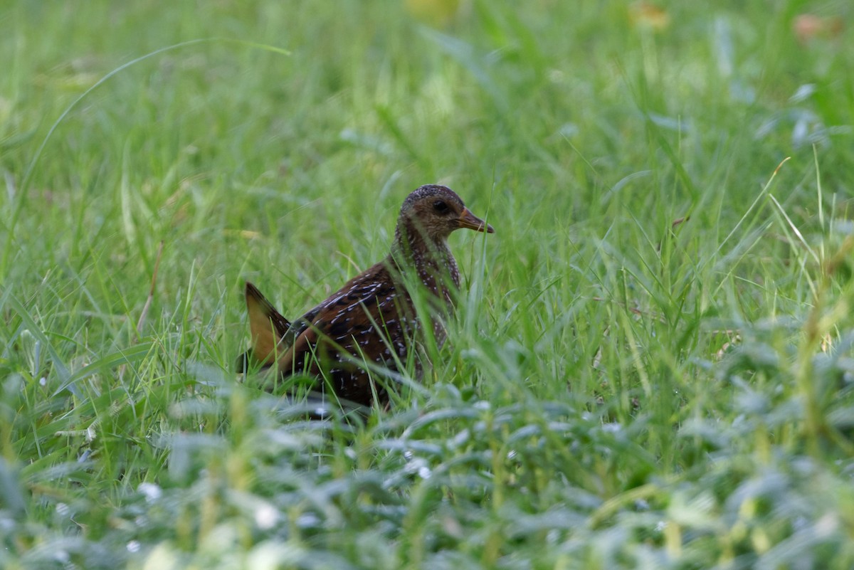 Spotted Crake - ML623468965