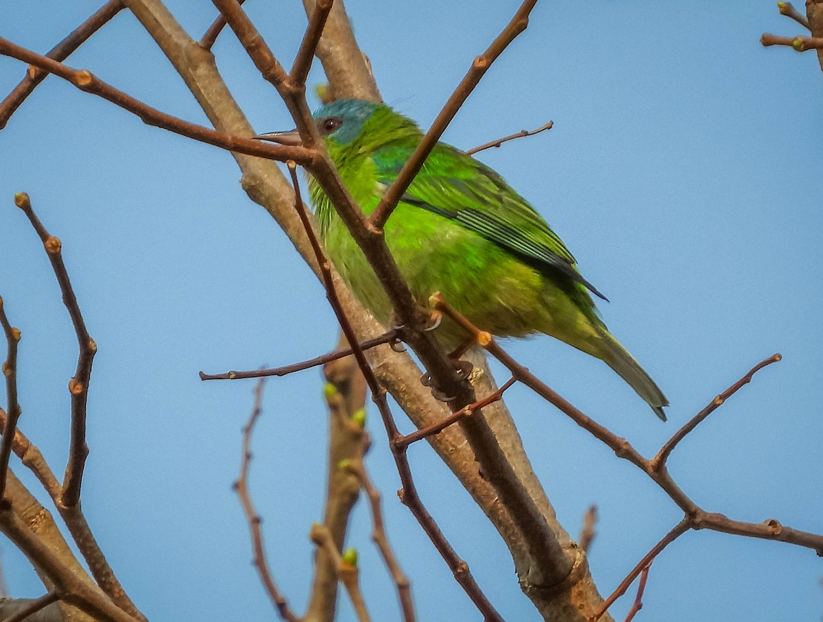 Blue Dacnis - José Silvestre Vieira