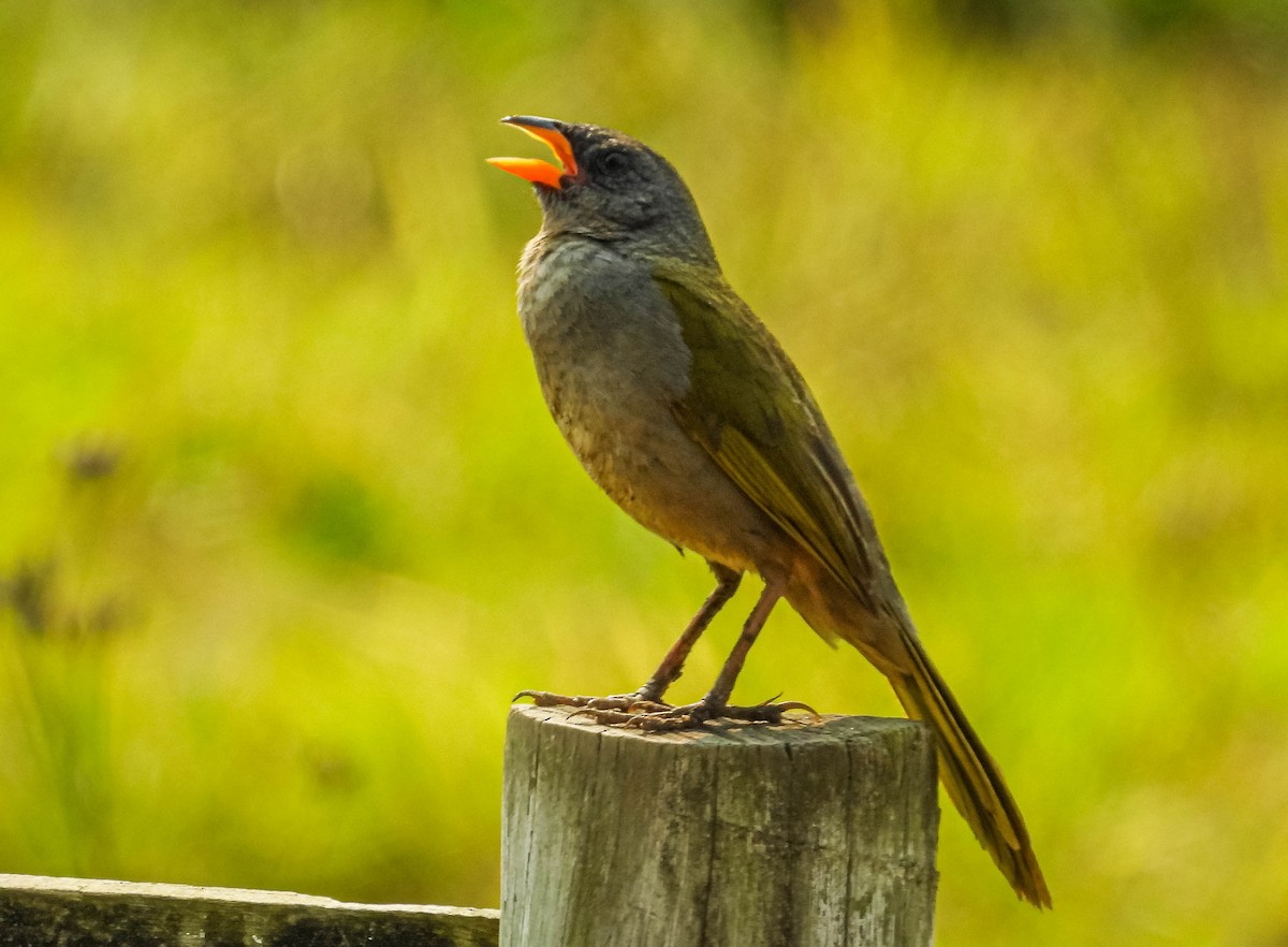 Great Pampa-Finch - ML623468971