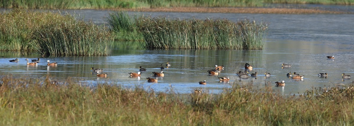 Yellow-billed Duck - ML623468983