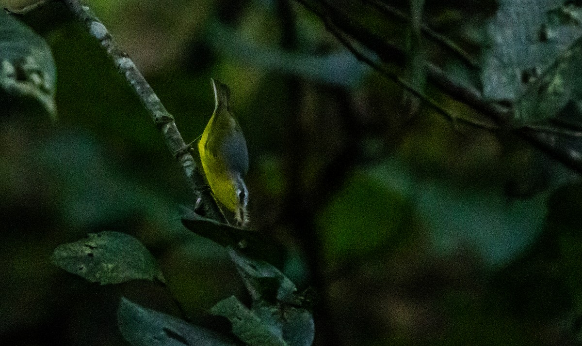 Gray-hooded Warbler - ML623469019