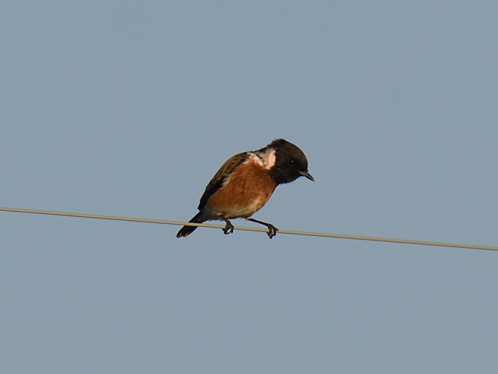 African Stonechat - ML623469022