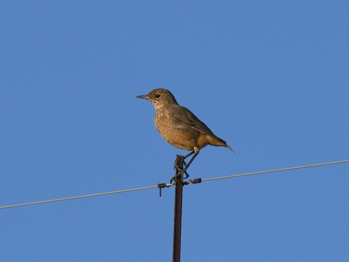 Sentinel Rock-Thrush - ML623469038