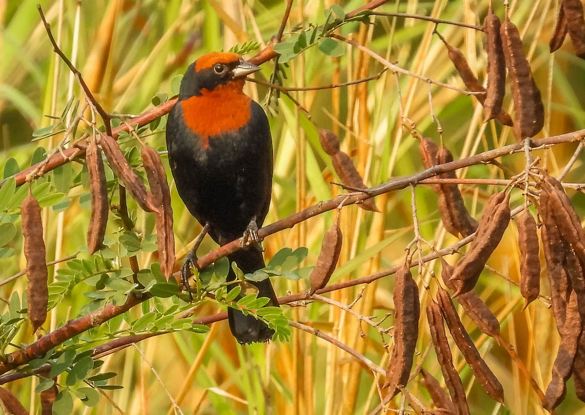 Chestnut-capped Blackbird - ML623469049