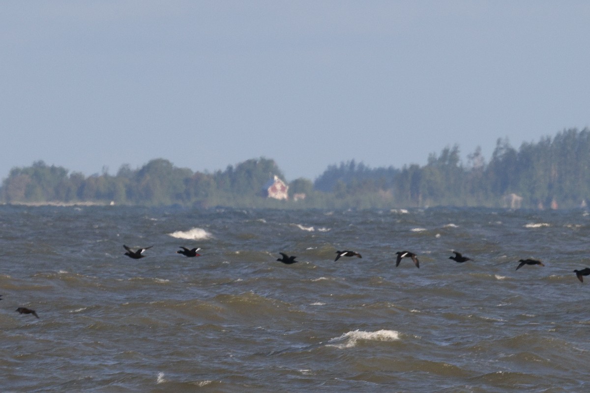 Velvet Scoter - Gretchen Locy