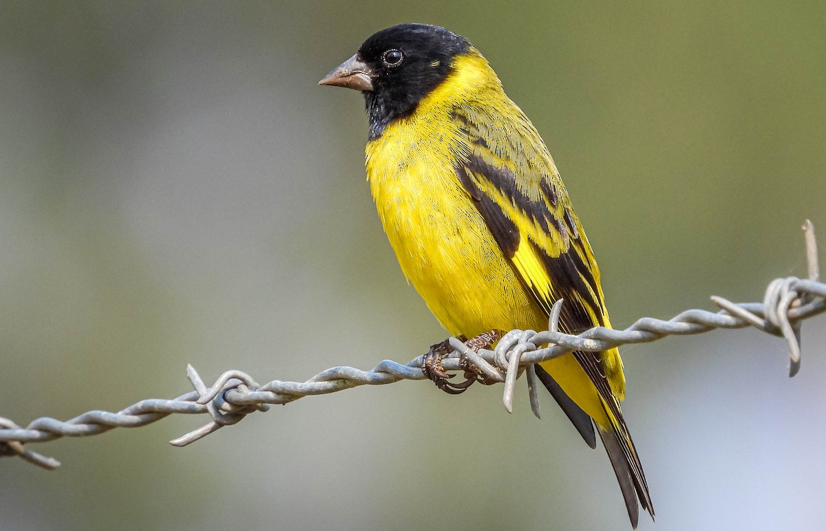 Hooded Siskin - ML623469080