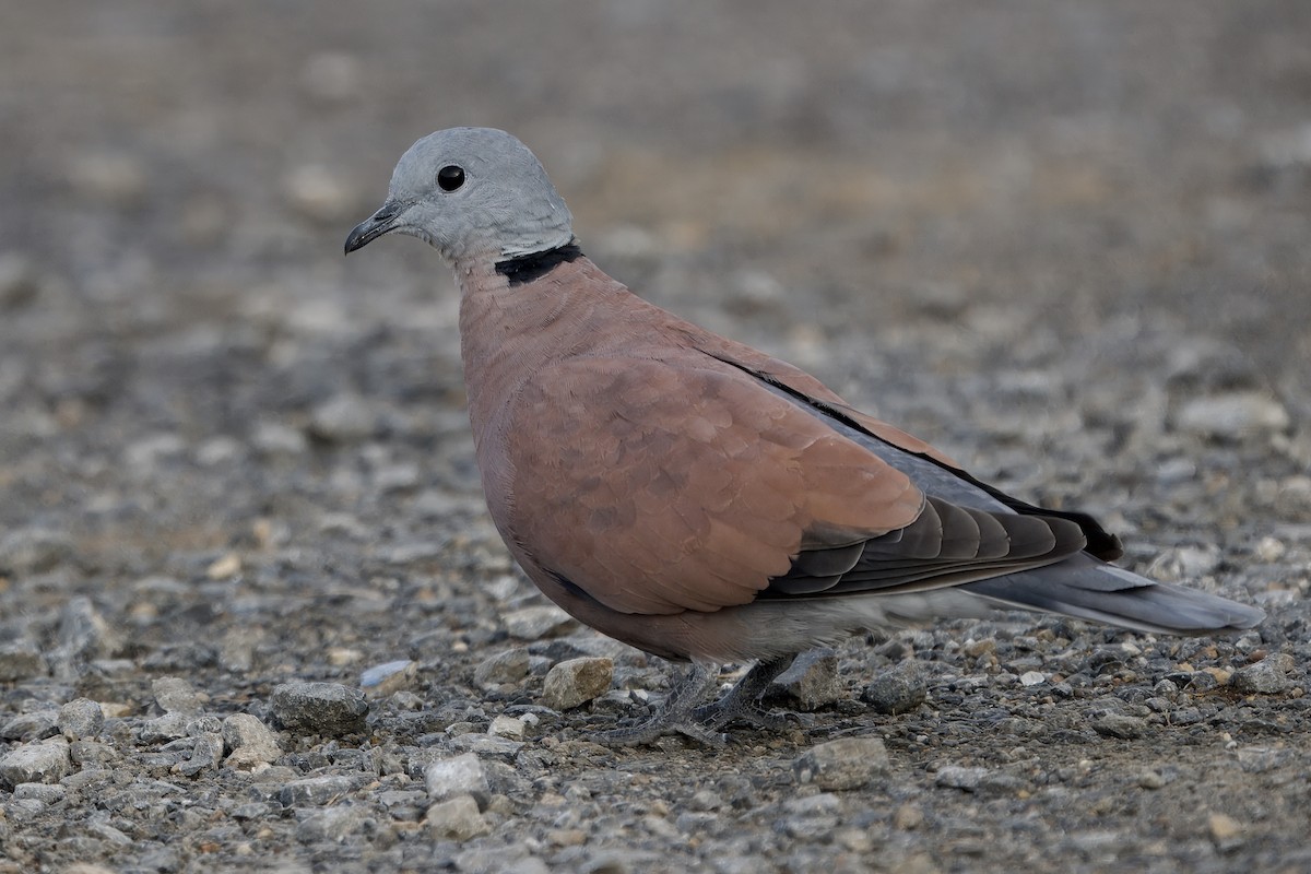 Red Collared-Dove - ML623469131