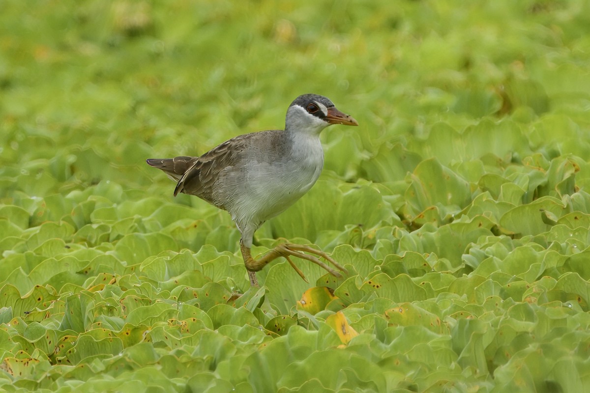 White-browed Crake - ML623469141