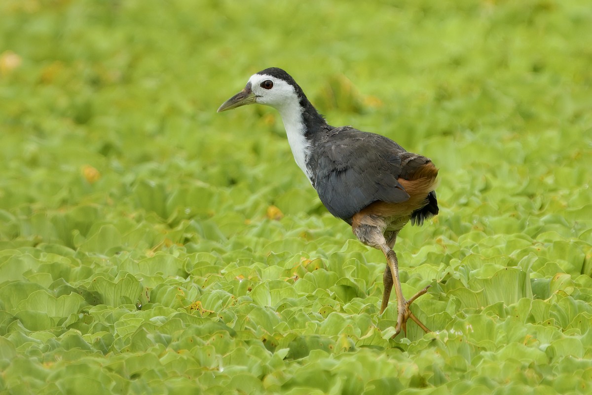 White-breasted Waterhen - ML623469142