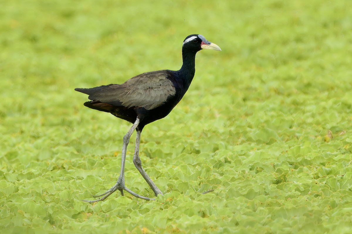 Bronze-winged Jacana - ML623469149