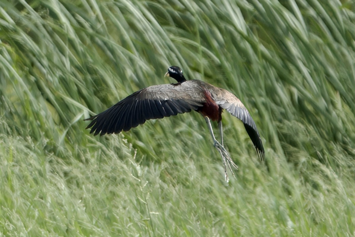 Bronze-winged Jacana - ML623469151