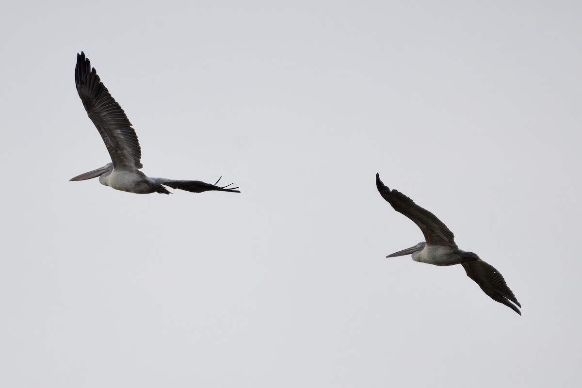 Spot-billed Pelican - ML623469160