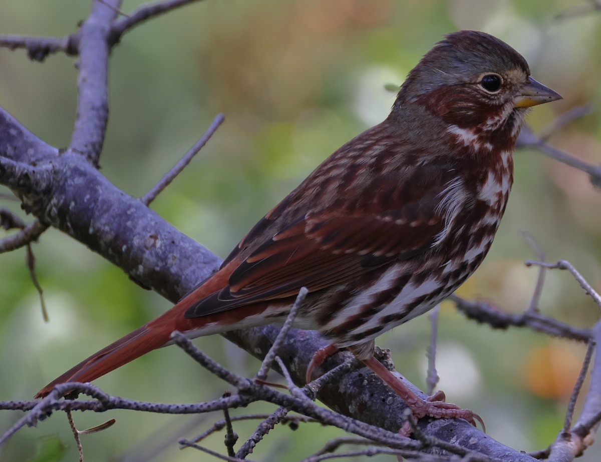 Fox Sparrow (Red) - ML623469163