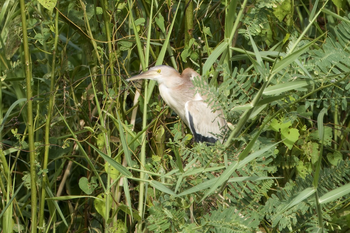 Yellow Bittern - ML623469169