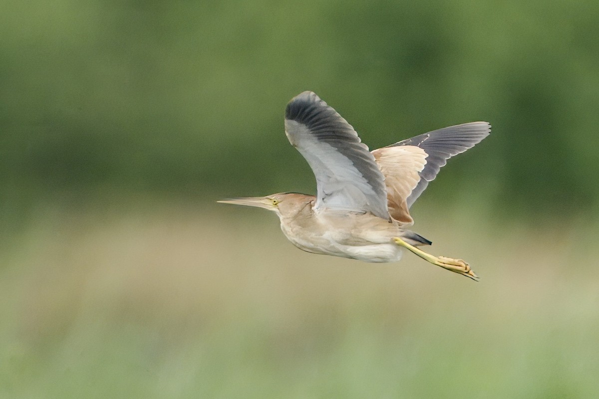 Yellow Bittern - ML623469174