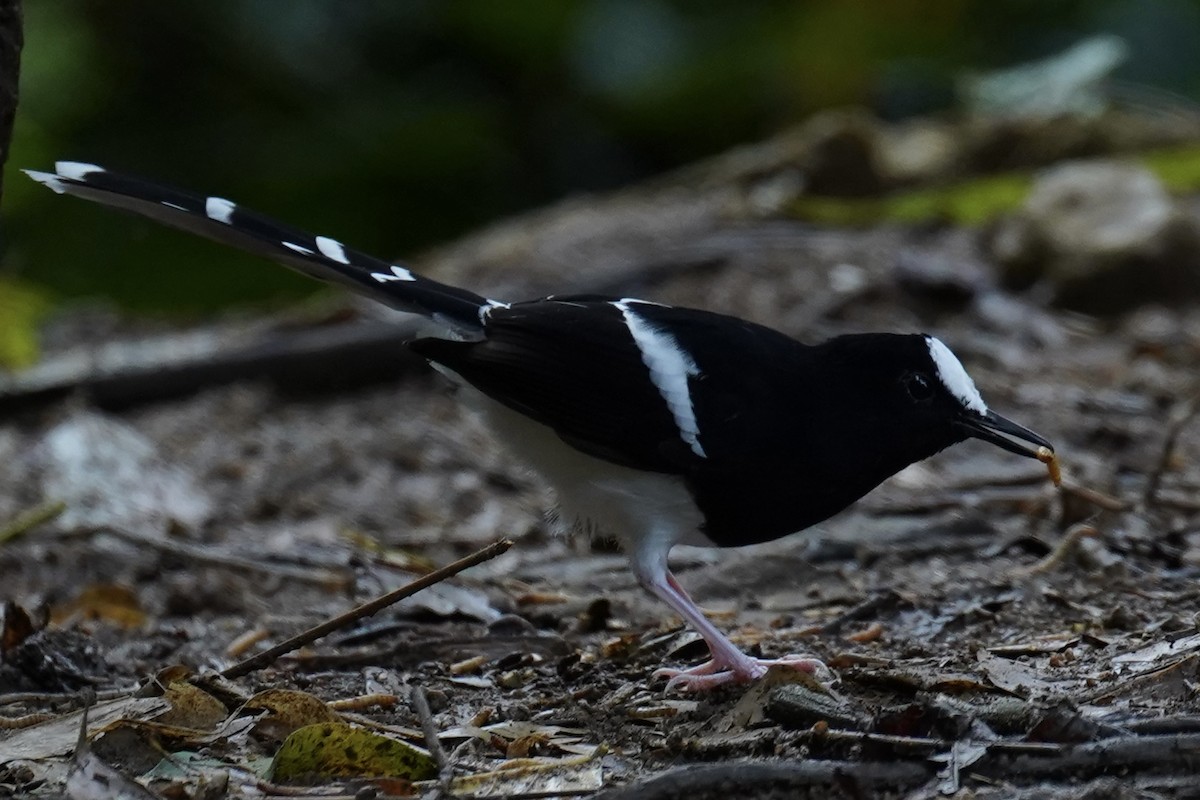 White-crowned Forktail - ML623469189