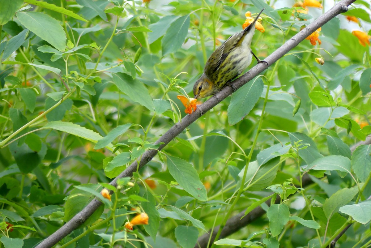 Cape May Warbler - ML623469202