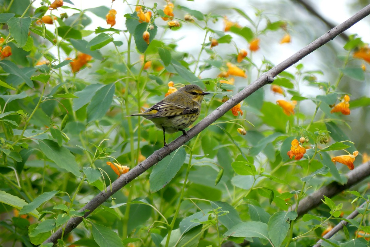 Cape May Warbler - ML623469203