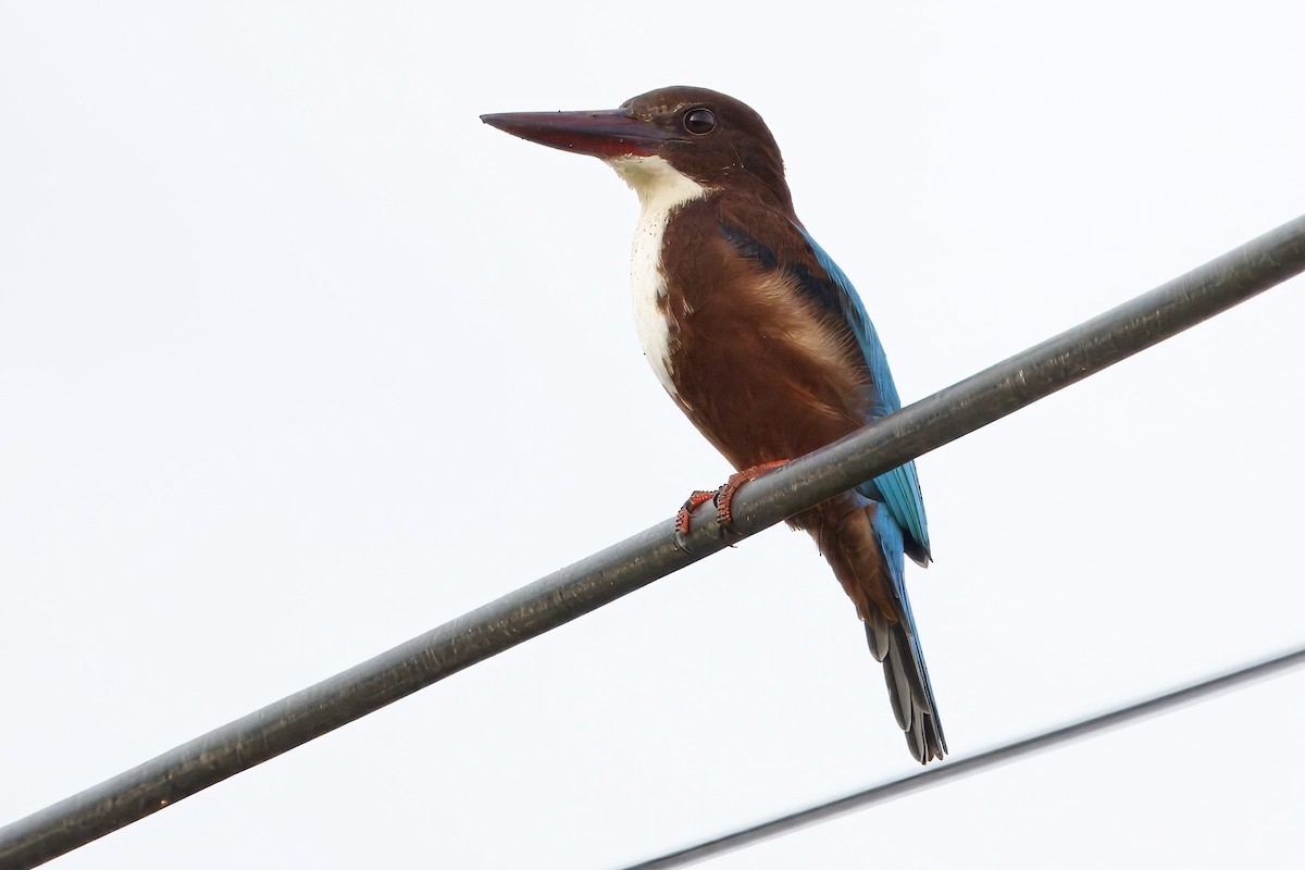 White-throated Kingfisher - ML623469205