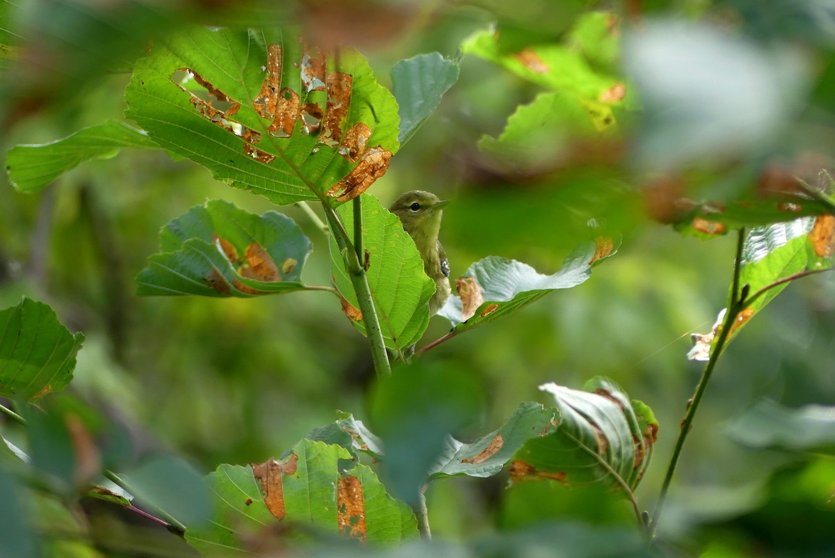 Bay-breasted Warbler - ML623469209