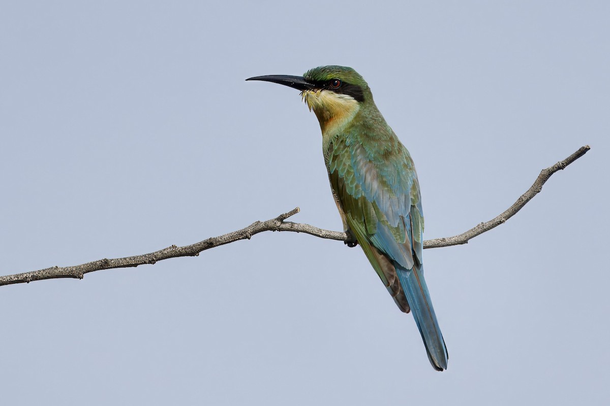 Blue-tailed Bee-eater - ML623469210