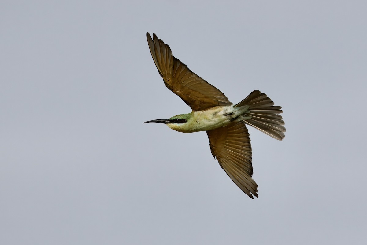 Blue-tailed Bee-eater - John Russell