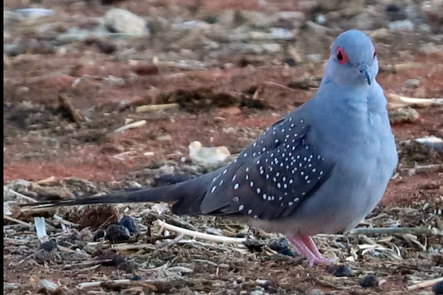 Spotted Dove - ML623469219