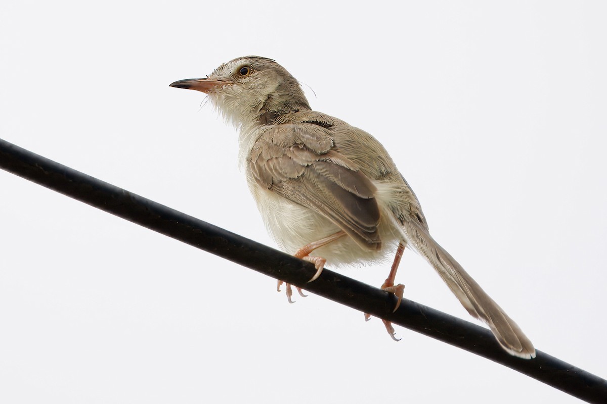 orientprinia - ML623469232