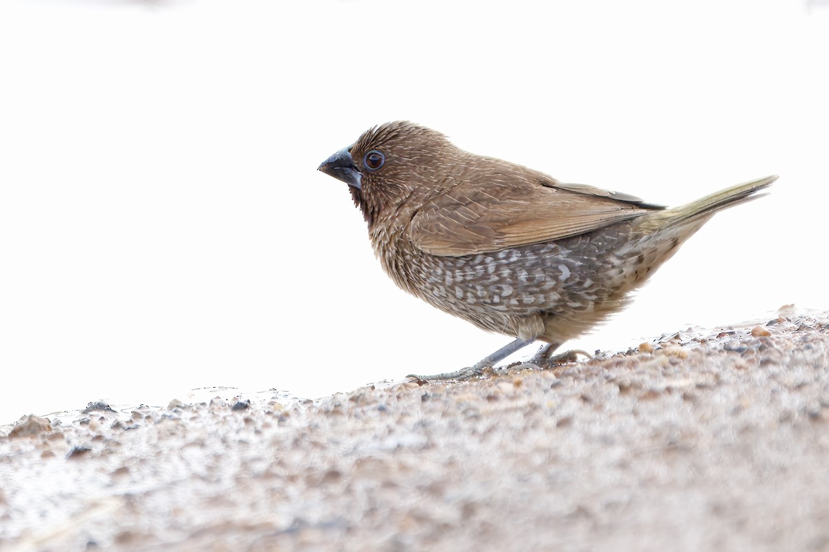 Munia pettosquamato - ML623469234