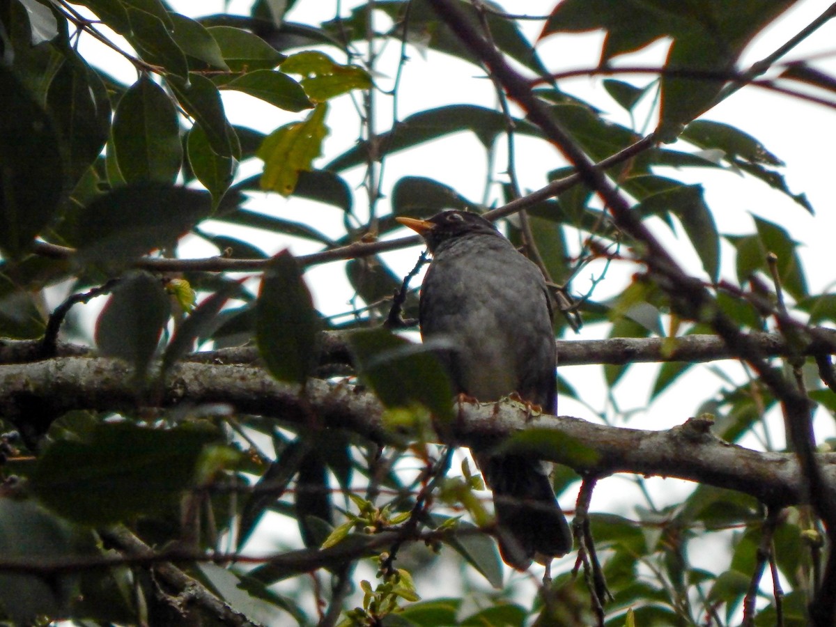 Andean Slaty Thrush - ML623469236