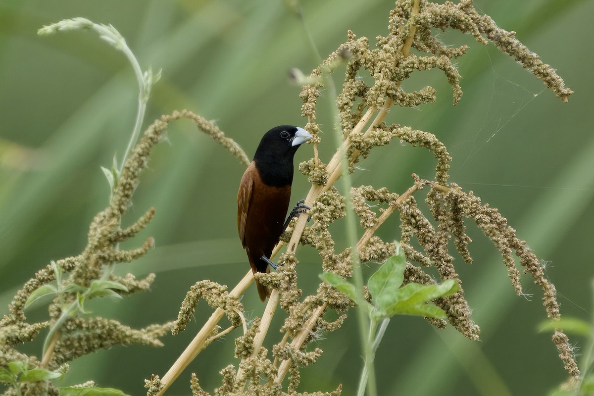 Chestnut Munia (Chestnut) - ML623469240