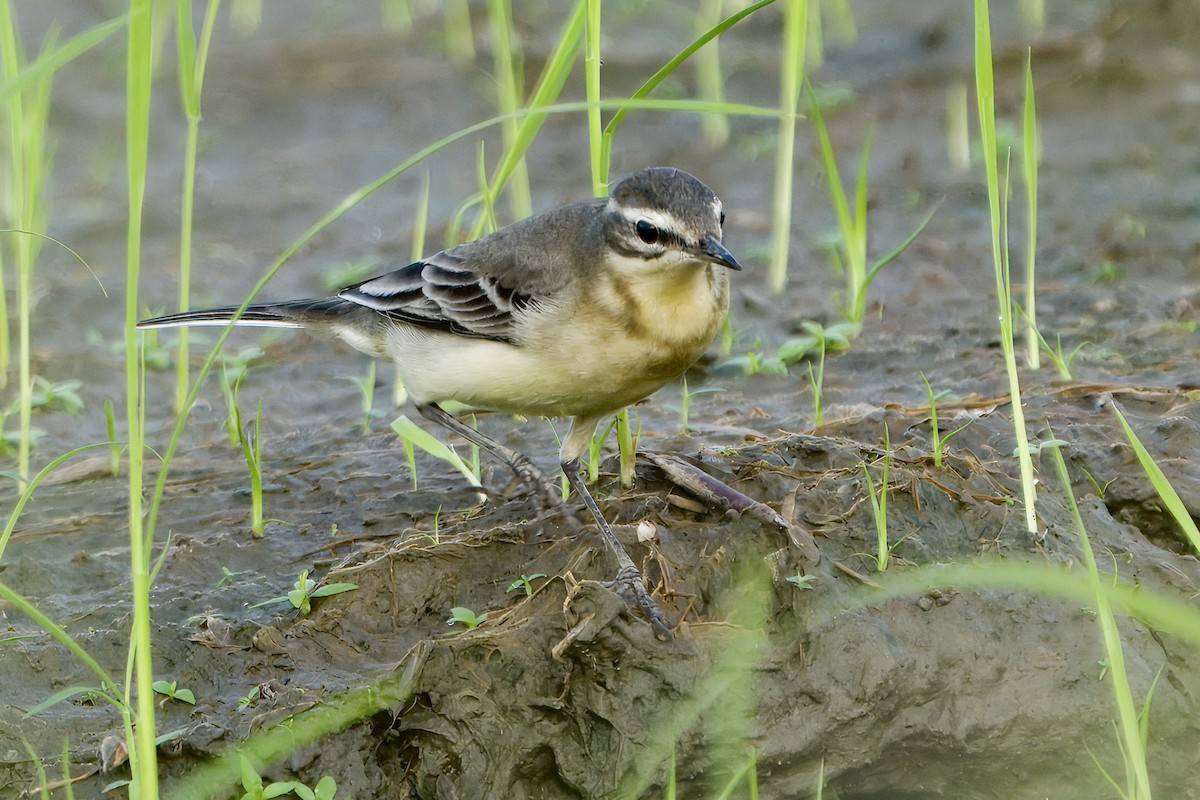 Eastern Yellow Wagtail - ML623469242