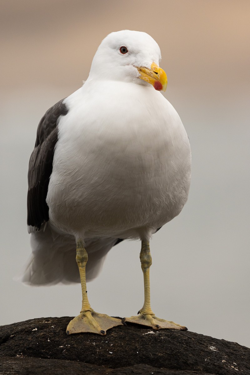 Kelp Gull (dominicanus) - ML623469296