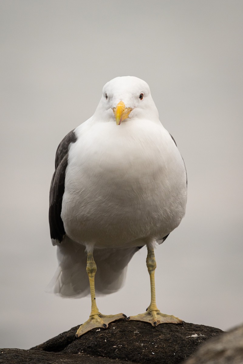 Kelp Gull (dominicanus) - ML623469297