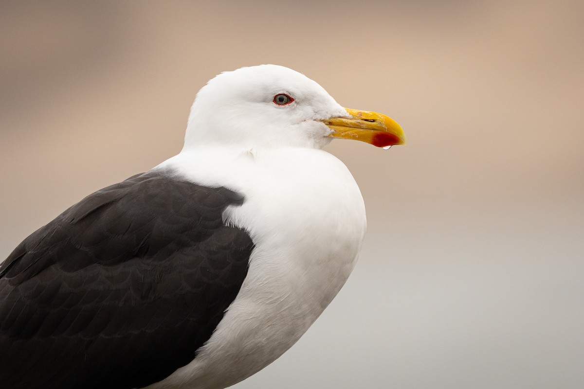 Kelp Gull (dominicanus) - ML623469302