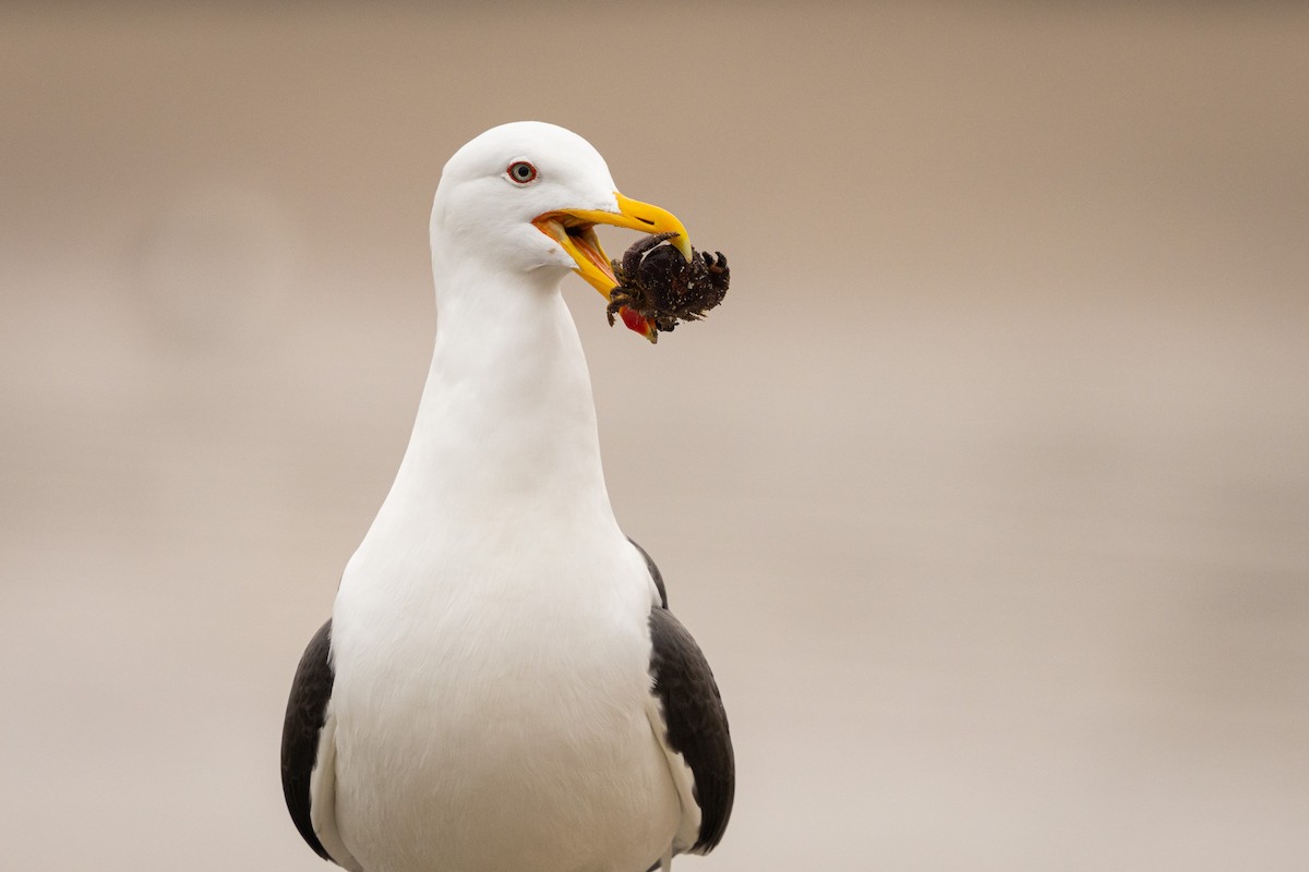 Kelp Gull (dominicanus) - ML623469307