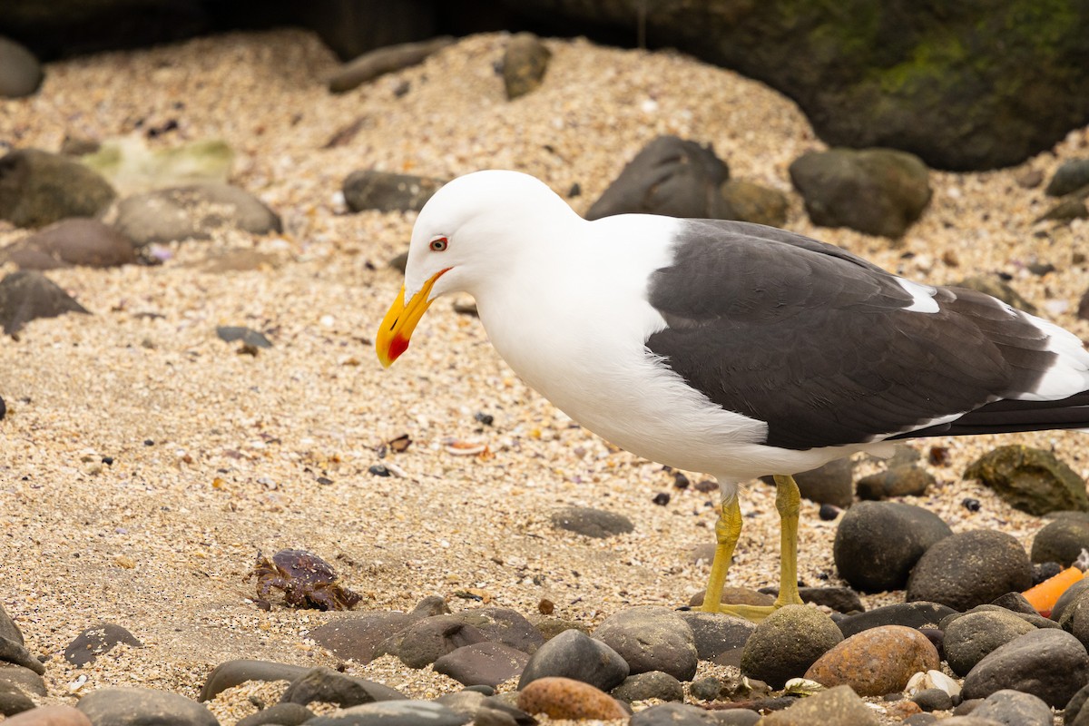 Kelp Gull (dominicanus) - ML623469308