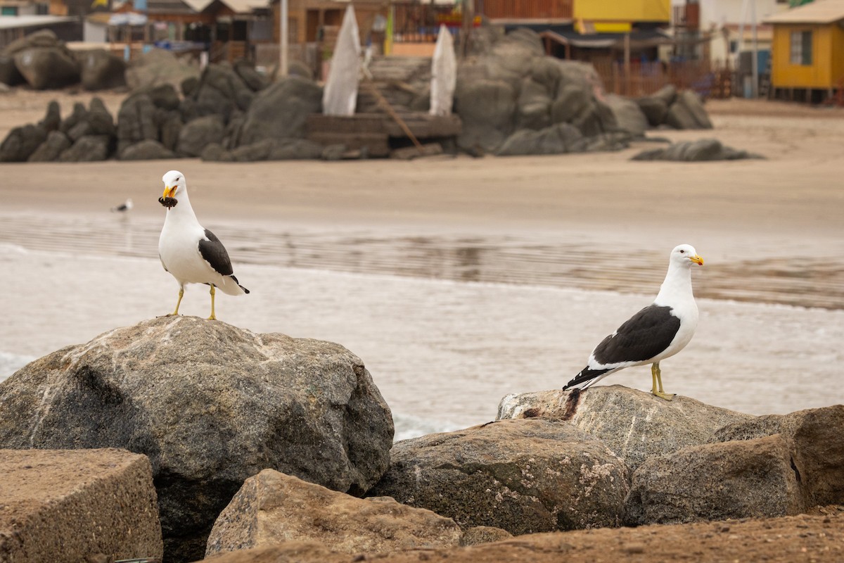 Kelp Gull (dominicanus) - ML623469310