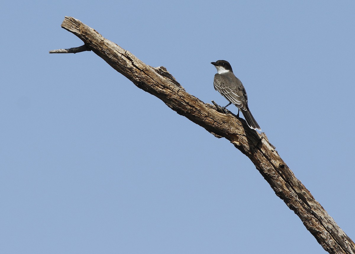 Eastern Kingbird - ML623469351