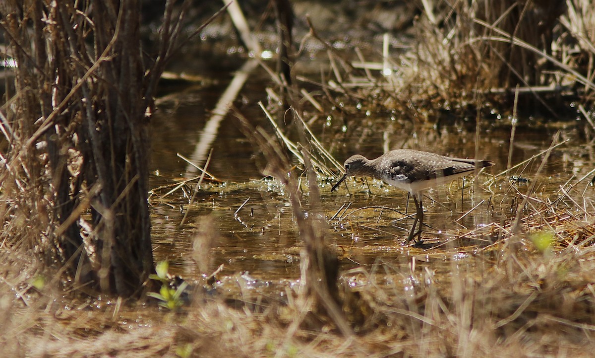 Solitary Sandpiper - ML623469380