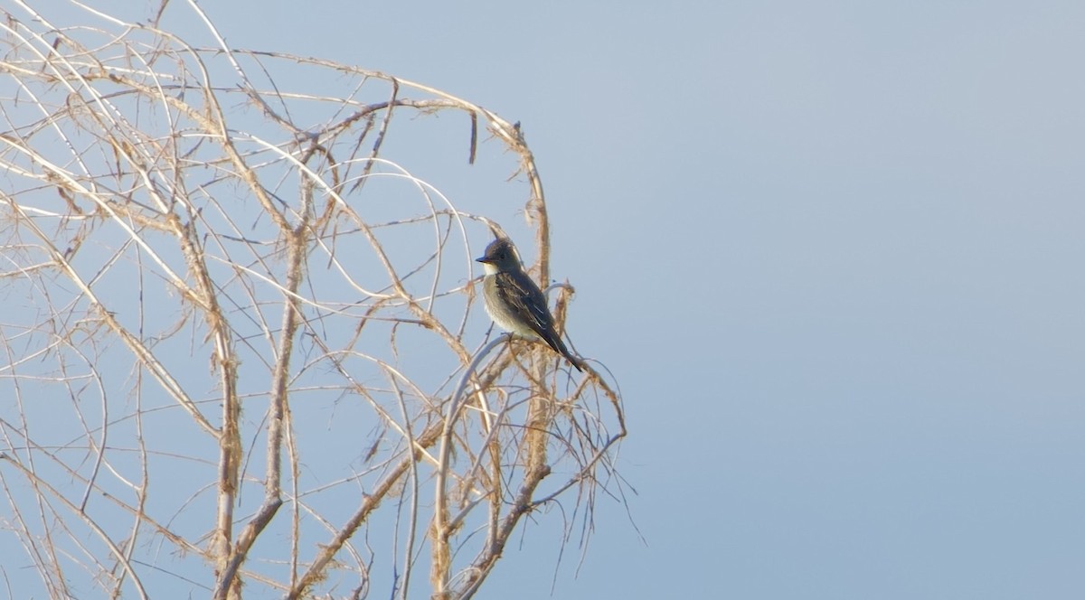 Olive-sided Flycatcher - ML623469381