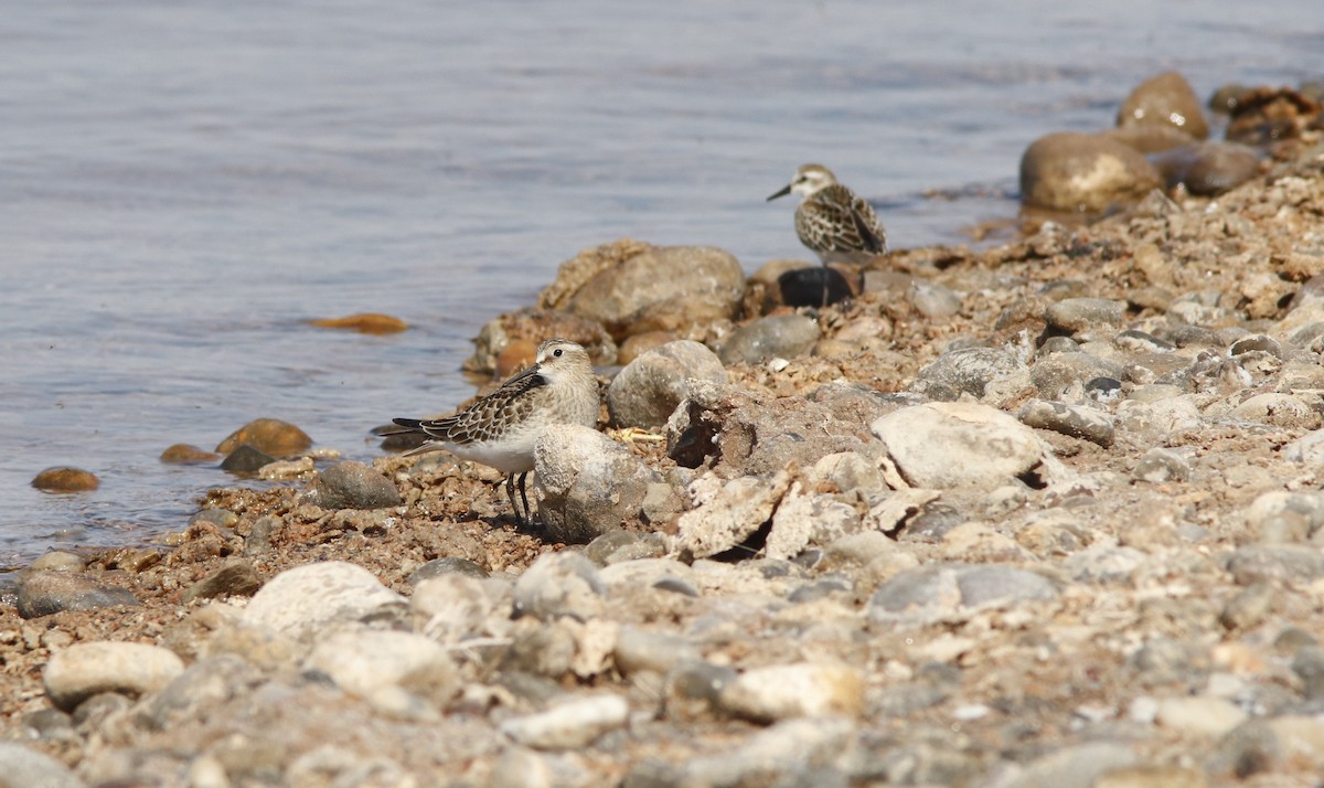 Baird's Sandpiper - ML623469383