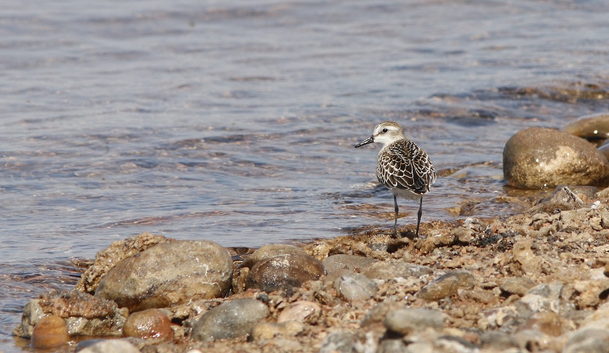 Semipalmated Sandpiper - ML623469386