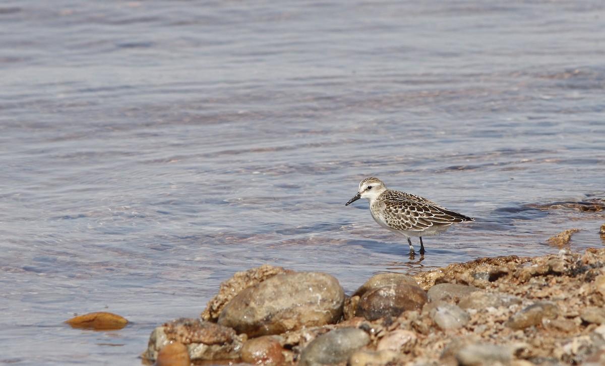 Semipalmated Sandpiper - ML623469387