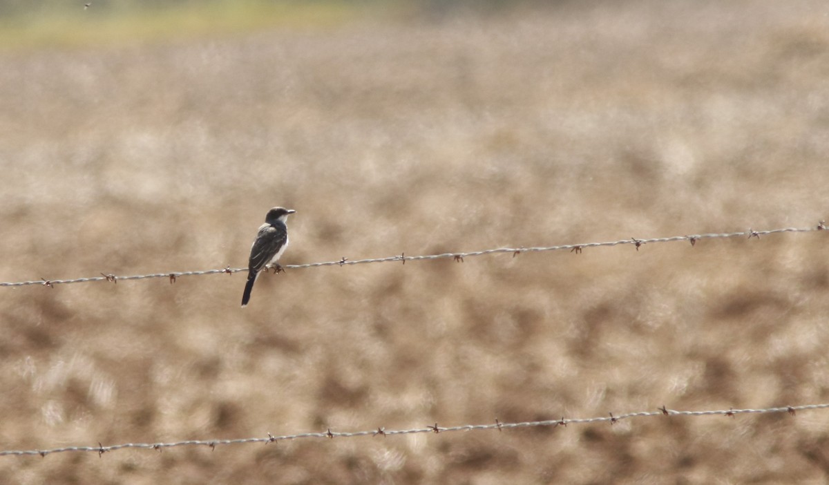 Eastern Kingbird - ML623469391